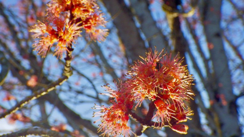 Red maple blossoms