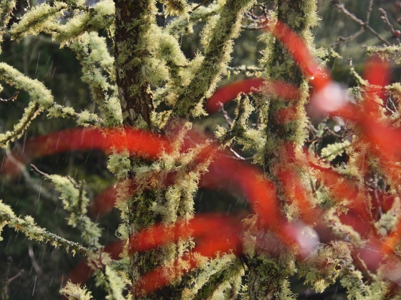 Lichen-covered branches