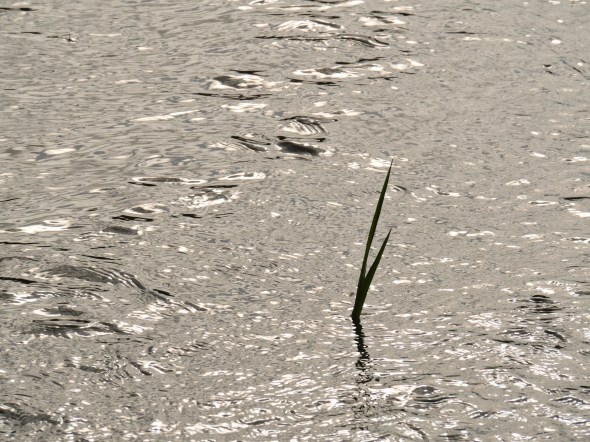 Grass silhouetted in marsh
