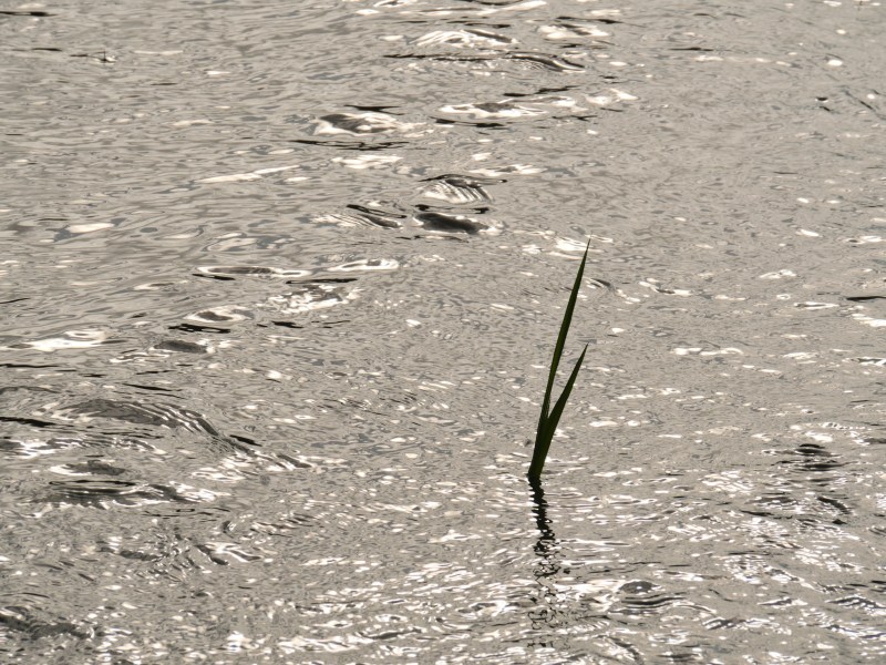 Grass silhouetted in marsh