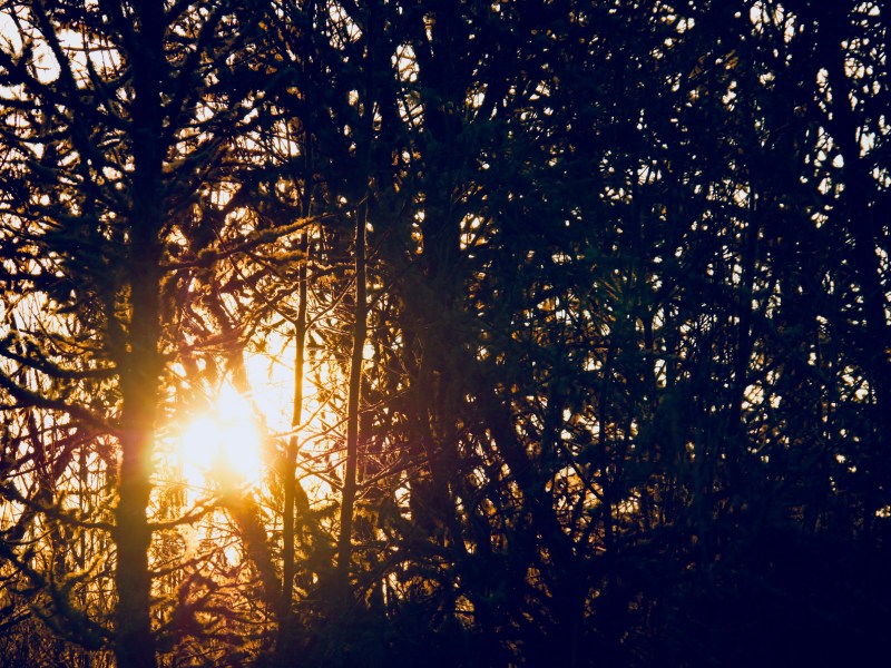Sun shining through tree branches