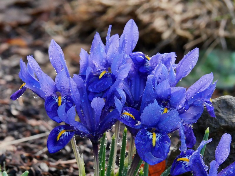 Blue iris flowers wet with raindrops