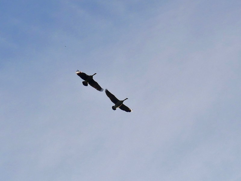 Pair of Canada geese flying in blue sky
