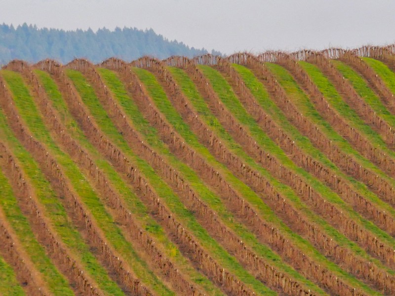 Rows of grapevines on rolling hill