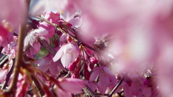 pink cherry blossoms