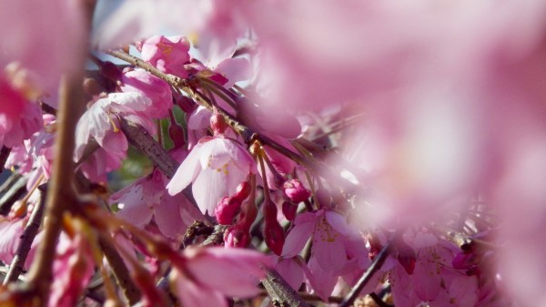 pink cherry blossoms