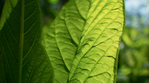 Green osoberry leaves