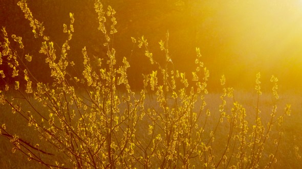 Golden field at sunset