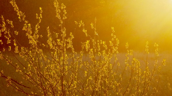 Golden field at sunset
