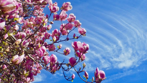 Pink magnolia blossoms and blue sky