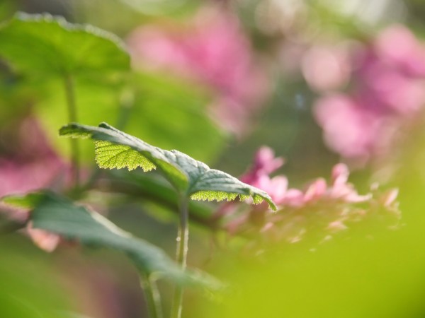 Red-flowering currant leaves and pink blossoms