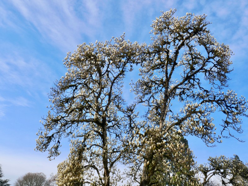 Magnolia tree with large white blooms and blue sky