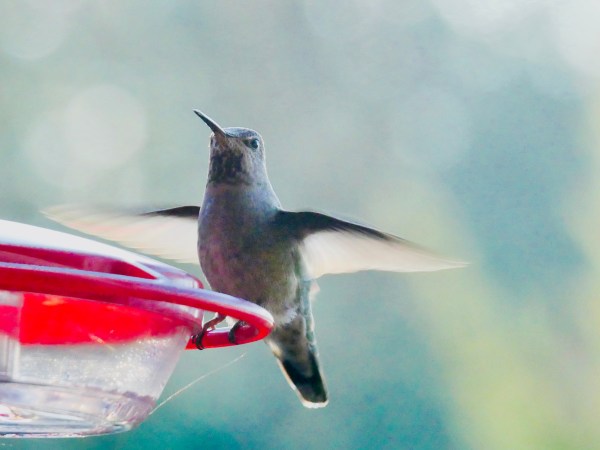 Hummingbird flapping at feeder