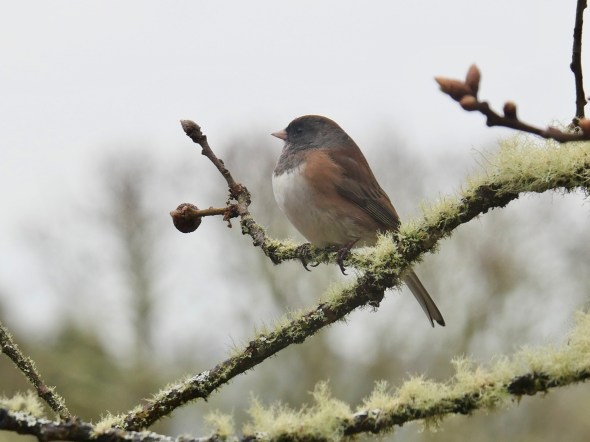 small bird perched on tree branch