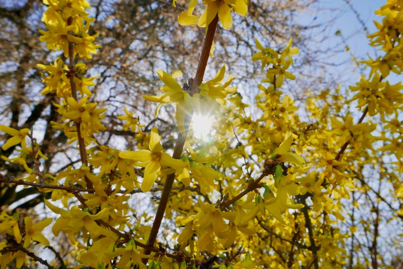 Sun shining through yellow forsythia blooms