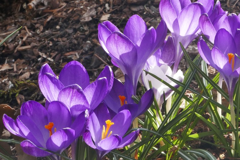 Purple crocuses