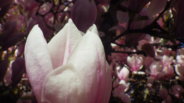 pink and white magnolia blossom