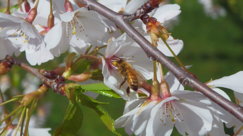 honey bee on cherry blossom