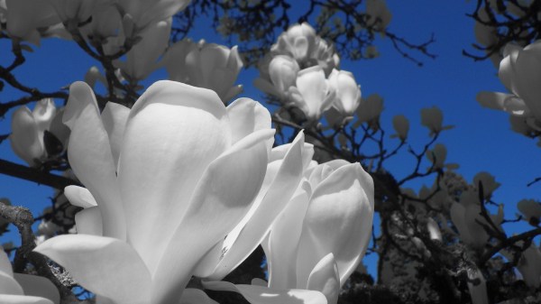 White magnolia blossoms and blue sky