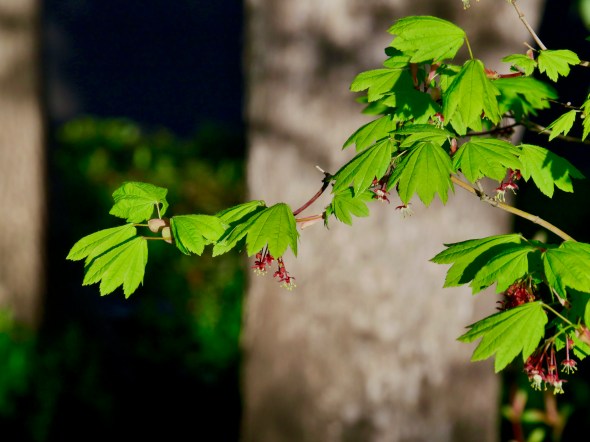 vine maple leaves and blossoms