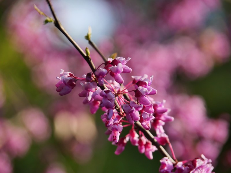 redbud blossoms