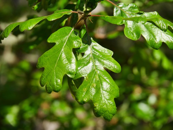 Oak leaves