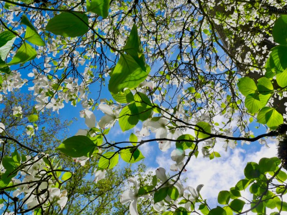 Dogwood tree blooming and blue sky