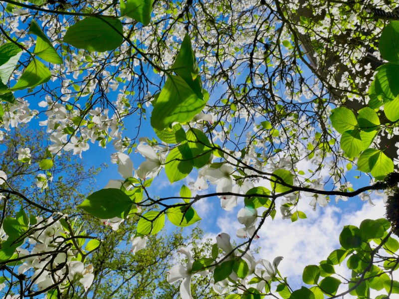 Dogwood tree blooming and blue sky