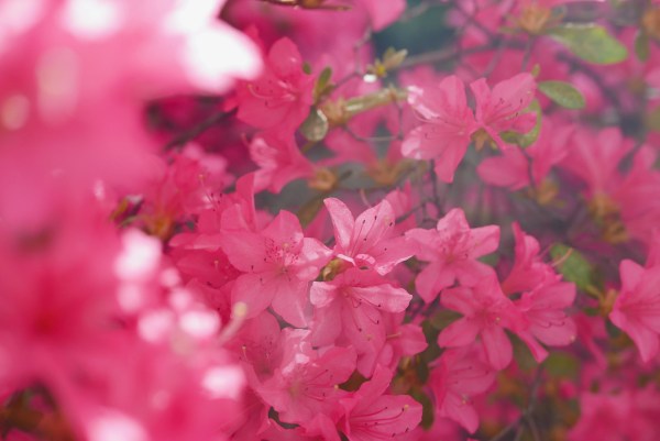 Pink azalea blossoms