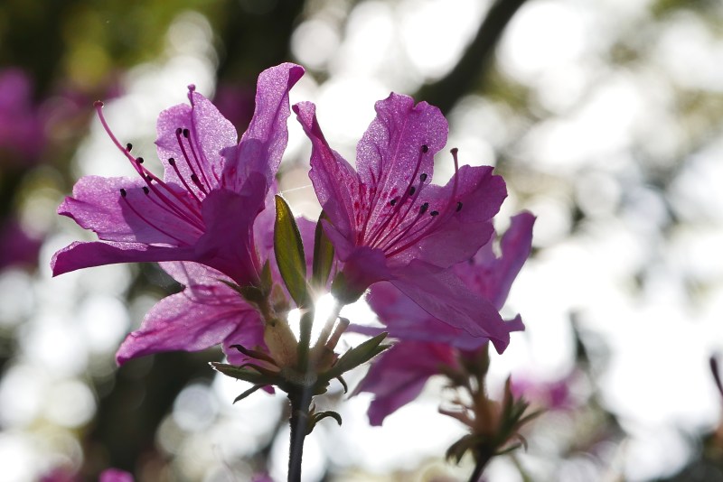 Azalea Blossoms