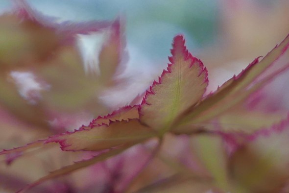 Japanese maple leaves