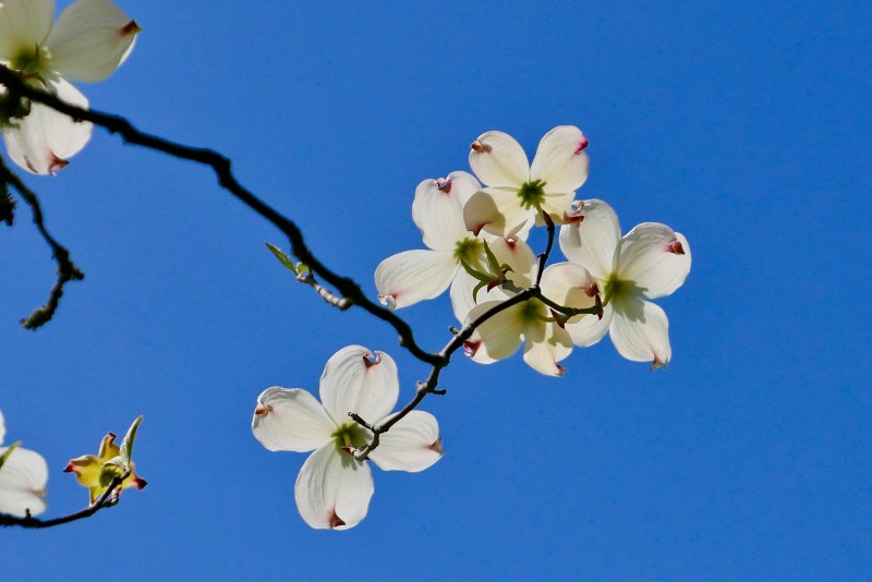 Flowering dogwood