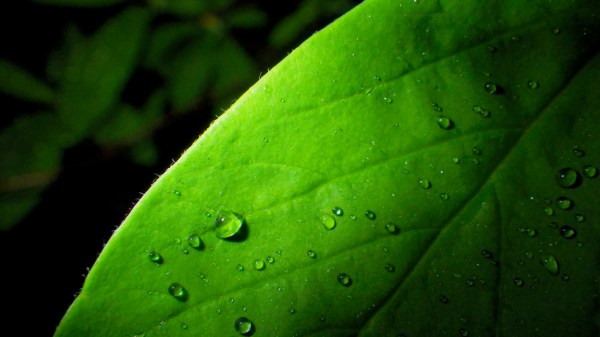 Green leaf with raindrops in darkness