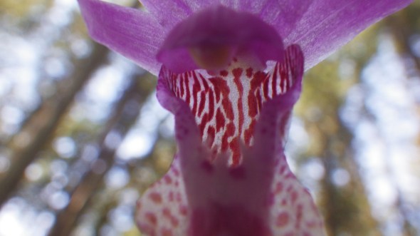 Calypso orchid close-up