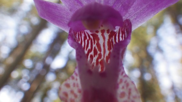 Calypso orchid close-up