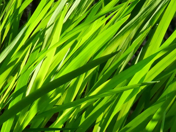 Green Leaves
