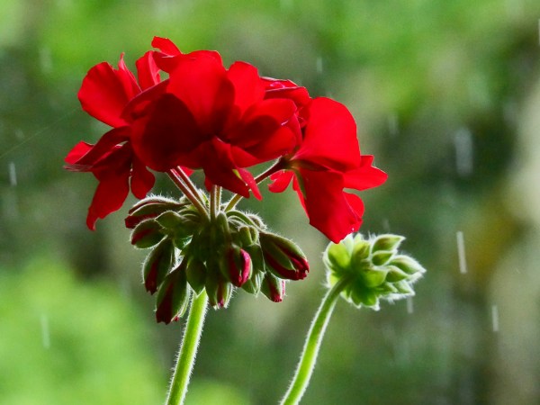 Red geranium flowers and falling rain