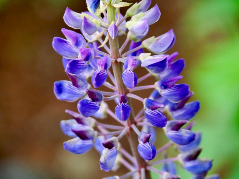 lupine flowers