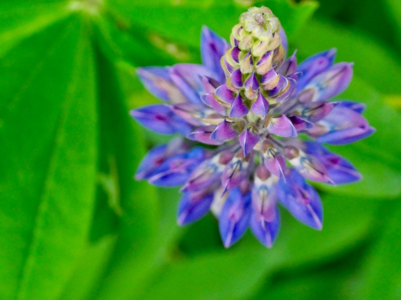 Lupine blossoms and green leaves