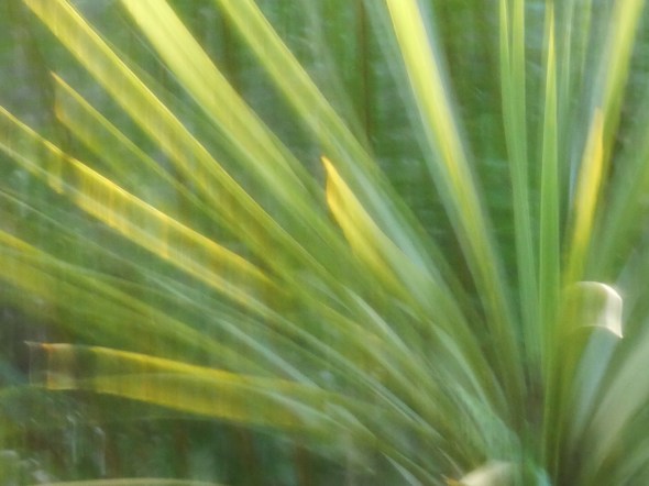 Abstract Green Plants
