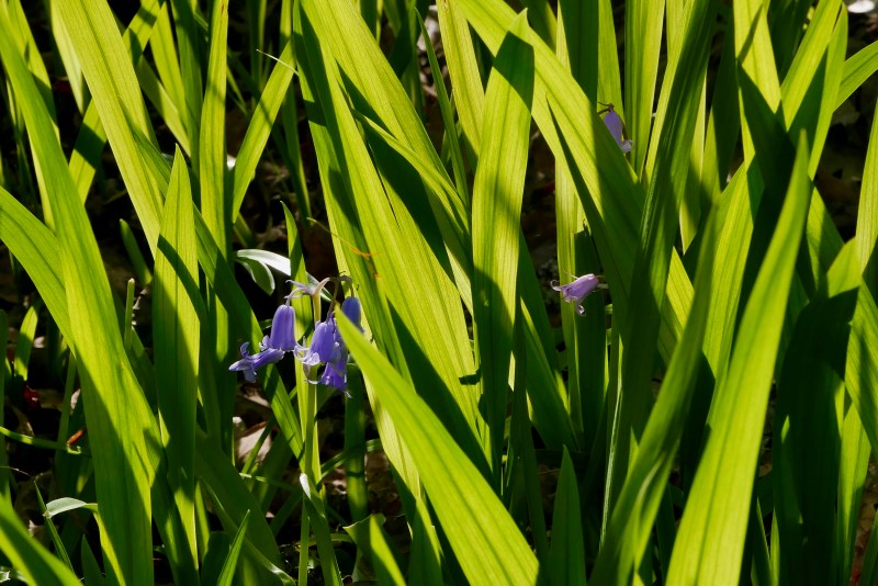 Green grass and pastel flowers