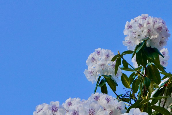 Rhododendron blossoms and blue sky