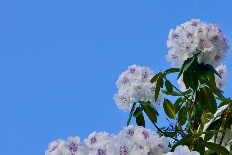 Rhododendron blossoms and blue sky