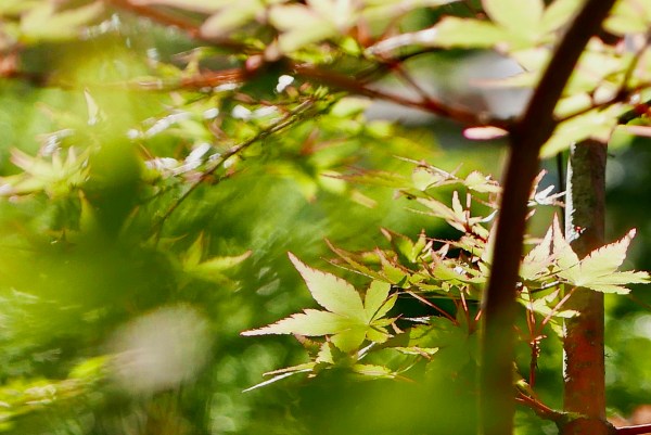 Japanese maple leaves