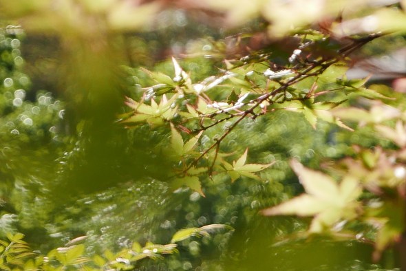 Japanese maple leaves