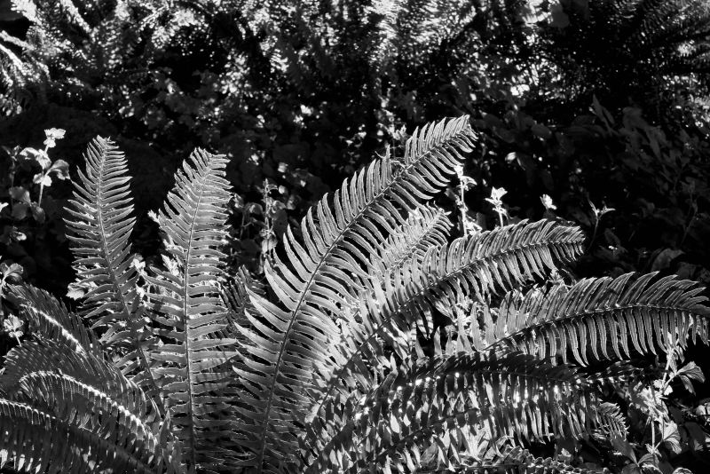 Sword Ferns