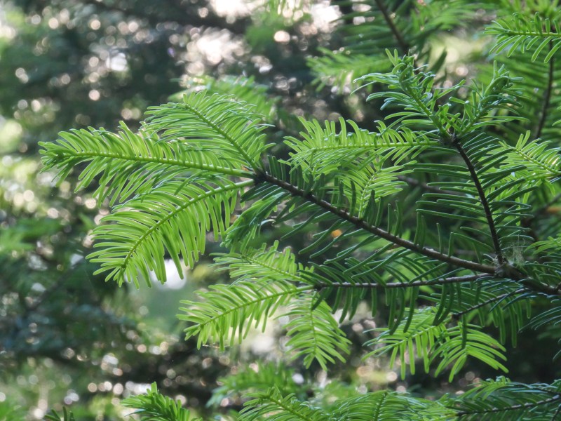 Doug-fir tree needles