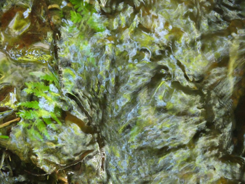 Small creek with ferns