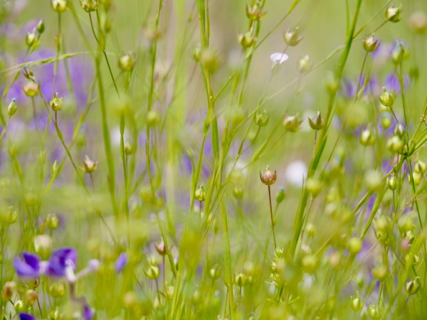 Meadow grasses and flowers