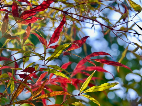 red and green leaves